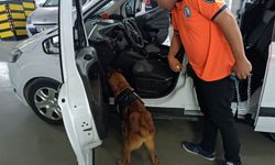 Bomba arama köpeği 'Niobe' göreve hazır