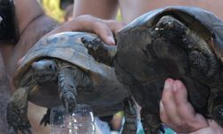 Yangın kurtarılan kaplumbağaları Bodrum belediyesi tedavi ediyor