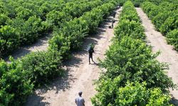 Limonda hasat başladı, verim yüzleri güldürdü
