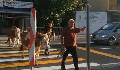 İnekler yaya geçidini kullandı, sahibi "Mecburen" dedi