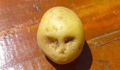 Şaşırtan Patates: “Çocuk Suratlı Patates” Görenleri Güldürdü