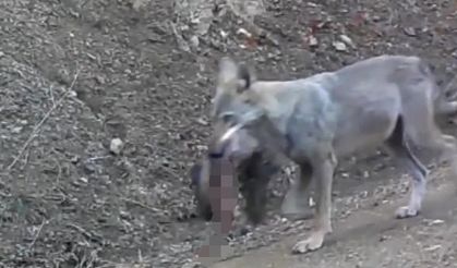 Avını taşıyan kurt fotokapanda