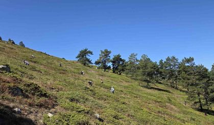 Doğanın şifa kaynağı Likarpa, Gümüşhane’de şenliğe dönüştü