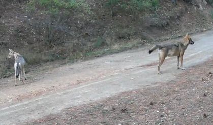 Ormanda yiyecek arayan kurtlar fotokapanda