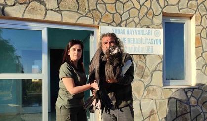 Yaralı kara akbaba yetkililere teslim edildi