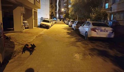 Balıkesir’deki deprem Aydın’da da hissedildi