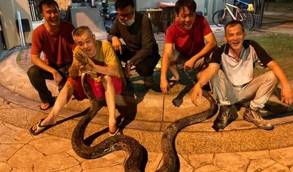 Bangkok’ta yılda 30 binden fazla yılan yakalanıyor