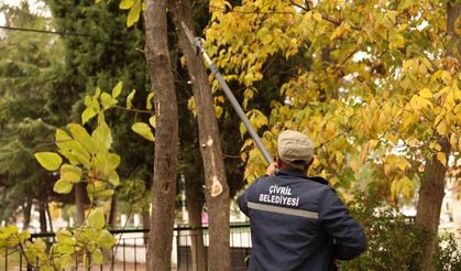 Çivril Belediyesi budamayla hem tehlikeyi önlüyor hem de ağaçların ömrünü uzatıyor