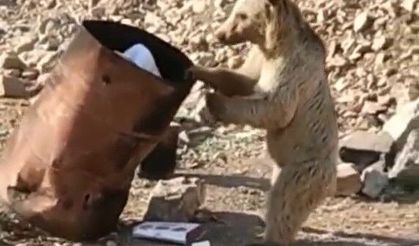 Çukurca’da yiyecek arayan ayı kameraya yansıdı