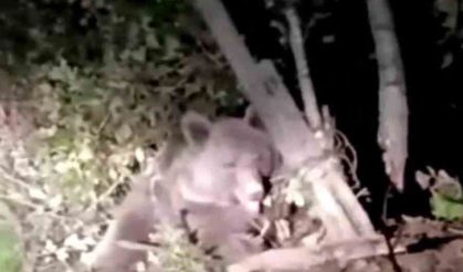 Dikenli tellerin arasında mahsur kalan ayı kurtarıldı