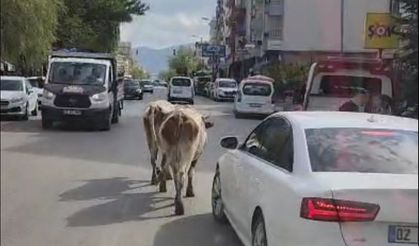 Elazığ’da caddeye çıkan inekler sürücülere zor anlar yaşattı