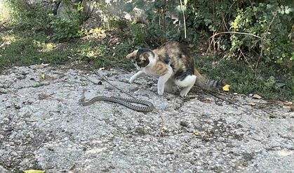 Fare değil yılan avladı: Bayburt’ta kedi yılanı pati darbeleriyle öldürdü