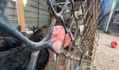 Gazze’de bir çadır, hayvanat bahçesinin kalan canlarına sığınak oldu