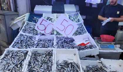 Karadeniz hamsisi tezgahları doldurdu: Kilosu 50 lira