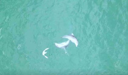 Karadeniz’de yunusların dansı dron kamerasına takıldı
