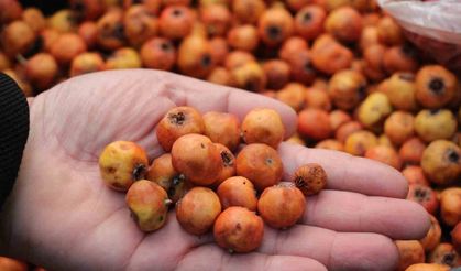 Kışın habercisi alıç meyvesi, tezgahları renklendirdi