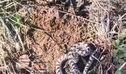 Mantar ararken dünyanın en zehirli yılanlarından engerekle karşılaştı