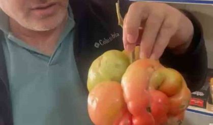 Mardin’de 1 kilo 400 gramlık domates hayrete düşürdü