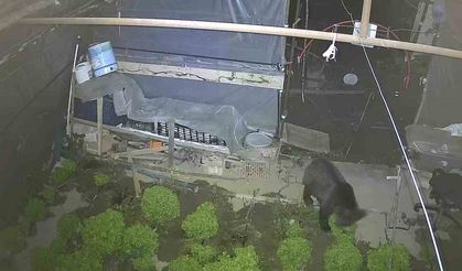 Marul çadırında şaşırtan misafir: Yavru ayı iki gecedir marul ziyafeti çekiyor