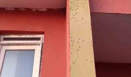 Siirt’te bazı evlerin duvarları sineklerle kaplandı