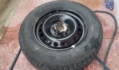 Stepneye sıkışan yavru kediyi itfaiye kurtardı