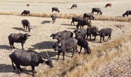 Sulak ve serin yerleri seviyor, yoğurdu ve kaymağının lezzeti herkesçe biliniyor