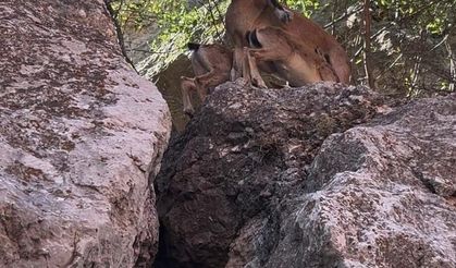 Tunceli’de dağ keçileri yerleşim yerlerine kadar indi