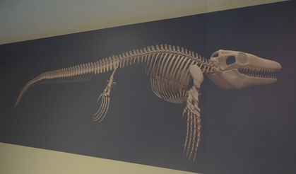 Türk profesör, Asya’da ilk kez keşfedilen "denizlerin dinozoru"nu anlattı