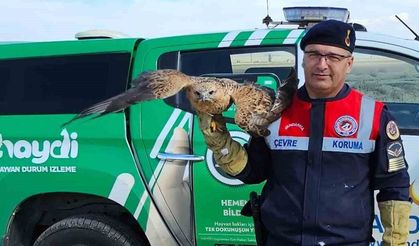 Yaralı kızıl şahin koruma altına alındı