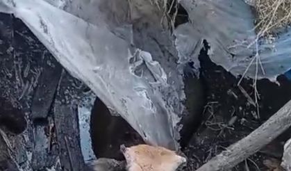 Yüksekova’da bataklığa saplanan ineği itfaiye ekipleri kurtardı