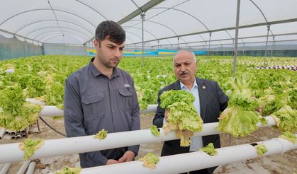 CHP’li Dinçer: “Marul Üreticisi Çöküşte”