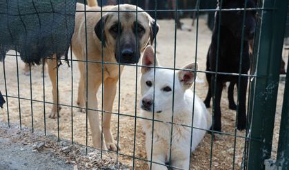 Toroslar’da Patili Dostlara 62 Dekarlık Doğal Yaşam Alanı