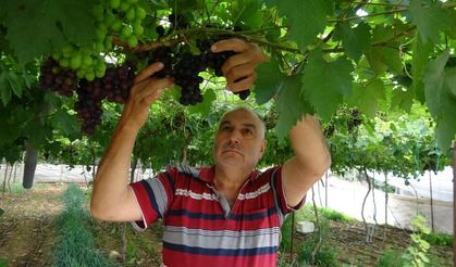 Bölgenin siyah incisi üzümde hasat başladı