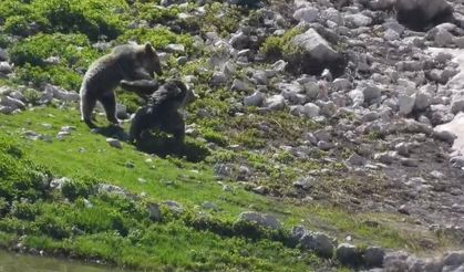 Karın ve Göletin Tadını Çıkaran Ayılar