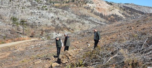 Mersin'de yangın sahalarında doğa yeniden canlanıyor