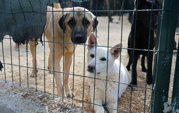 Toroslar’da Patili Dostlara 62 Dekarlık Doğal Yaşam Alanı