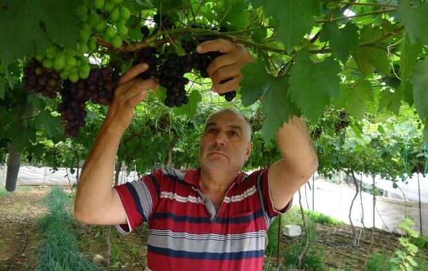Bölgenin siyah incisi üzümde hasat başladı