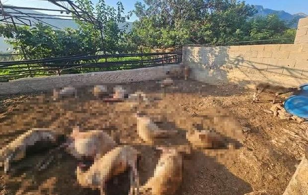 Silifke'de Ağıla Giren Kurtlar 29 Koyunu Telef Etti