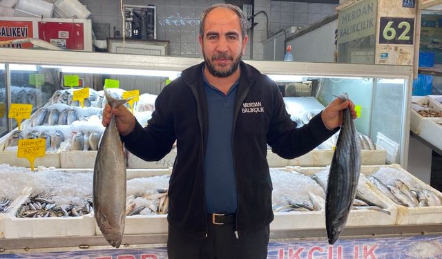 Balık pazarında canlanma başladı!