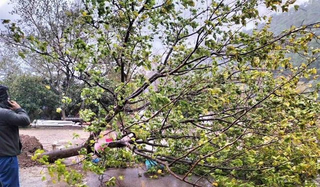 Kemer’de fırtına ağaçları devirdi ağaçlar zarar gördü, totemler fırtınaya dayanamadı