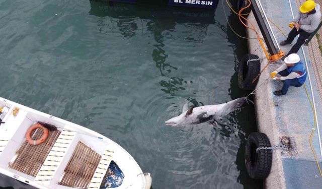 Boyu 2,5 metre: Mersin’de yunus balığı ölü olarak bulundu