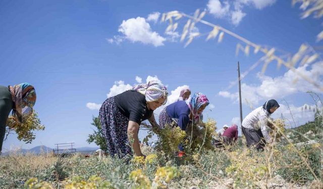 Mersin’de Atalık Nohutlar Türkülerle Toplanıyor