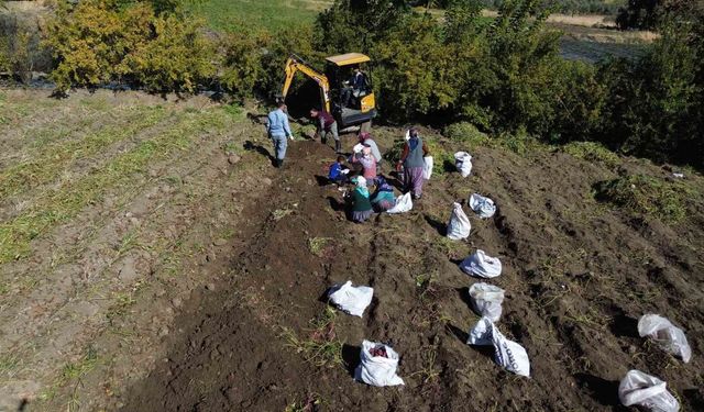 Ezberlerdeki patates algısını bozan tatlı patateste hasat zamanı