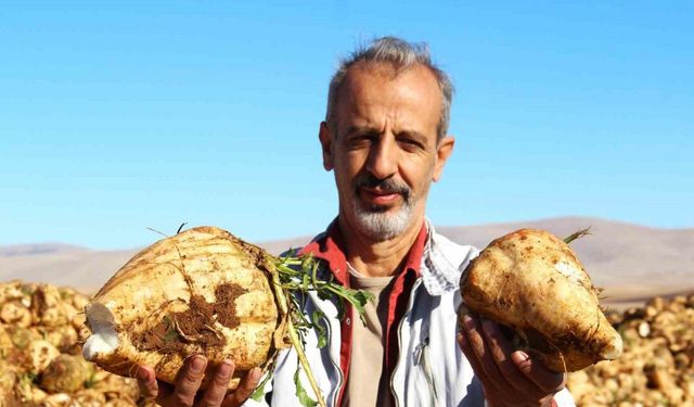 Kahramanmaraş’ta şeker pancarı hasadı başladı