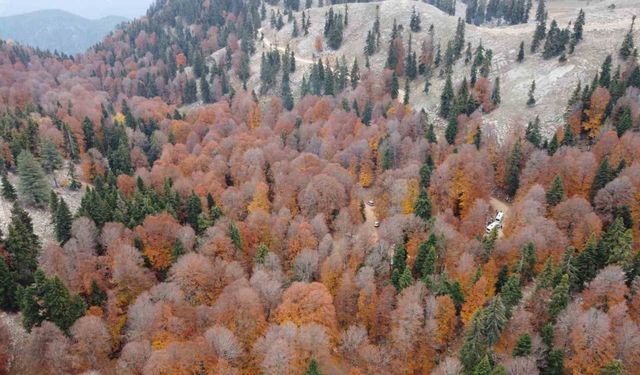 Adana’da kayın ormanı sonbaharda görsel şölen oluşturdu