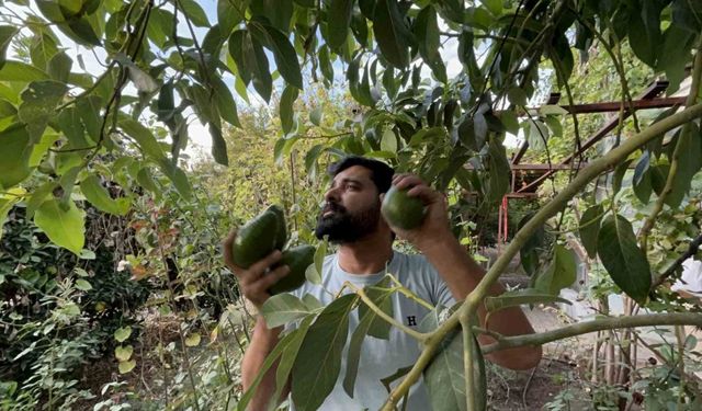 Deprem bölgesinde bereketli hasat: Avokado tarlada tanesi 20 TL’den alıcı buluyor