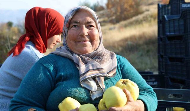 Kahramanmaraş’ta ayva hasadı