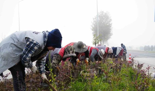 Düzce’de 851 ağaç, 382 bin mevsimlik çiçek dikildi