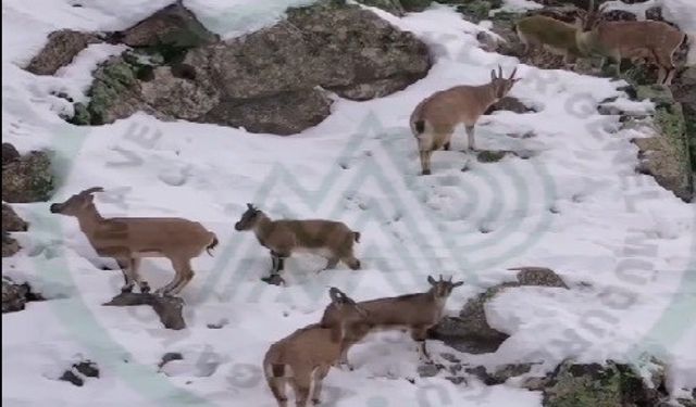 Erzincan’da dağ keçileri karlı arazide yiyecek ararken görüntülendi