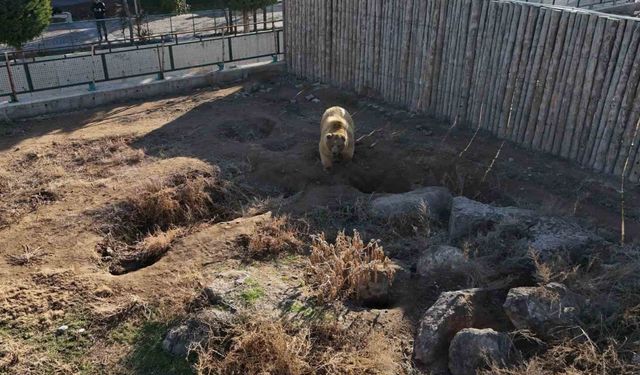 Kayseri’deki ayılar kış uykusuna yatmadı